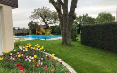 Abattage d’arbre à Épinal : une intervention soignée